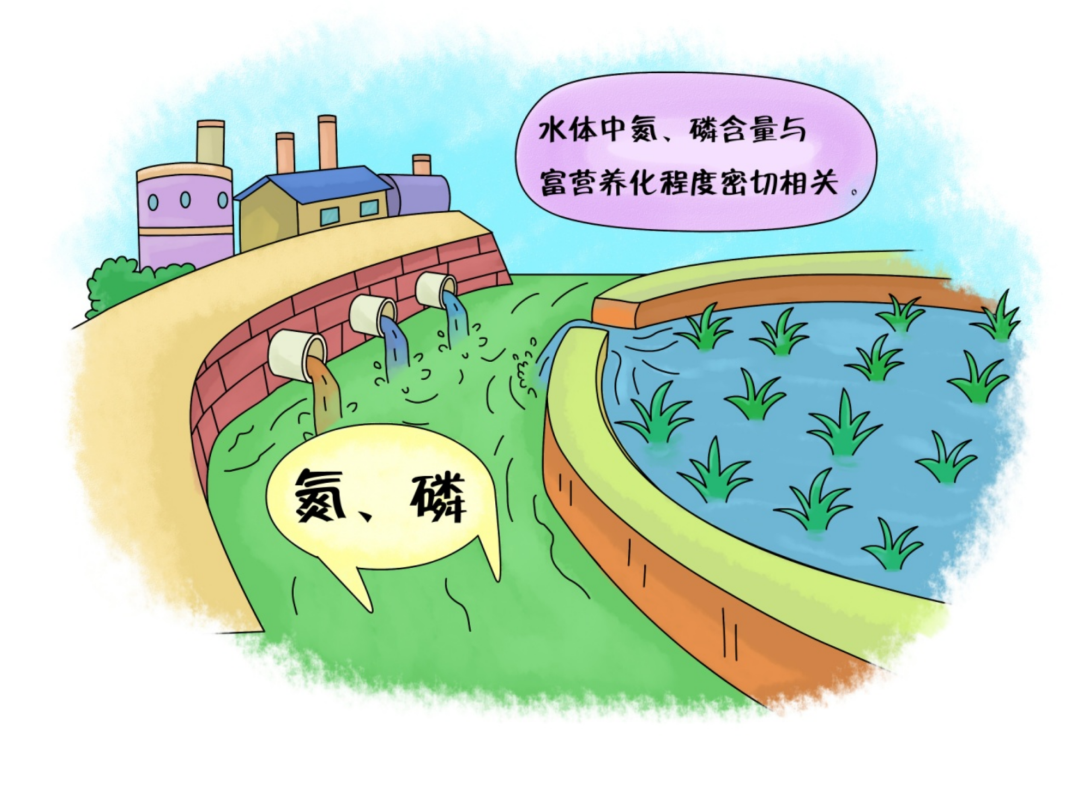 如何減少水體中氮、磷污染的含量