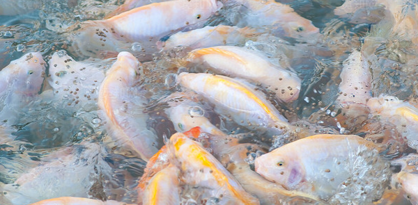 水產養(yǎng)殖戶需要注意水質的哪些變化？